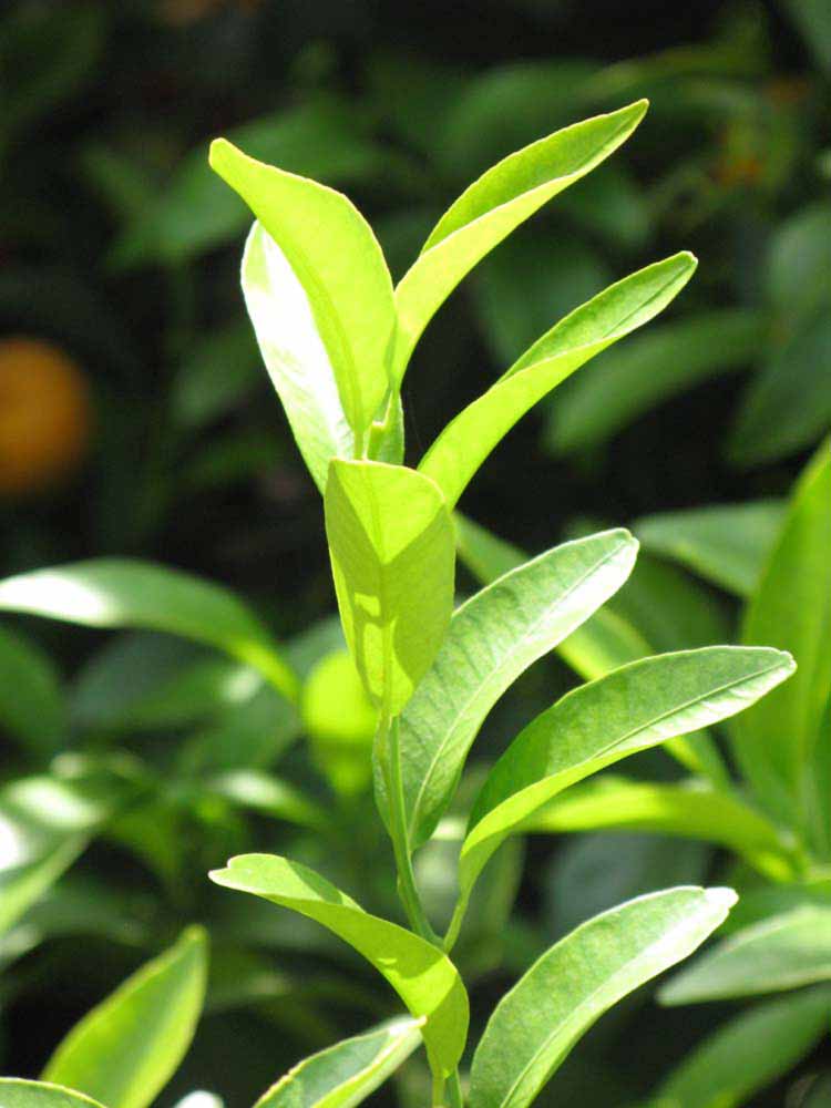              Sun leaves (Riverside, CA)       